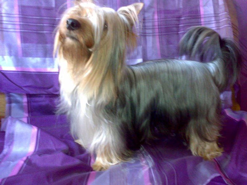 Australian silki terier.